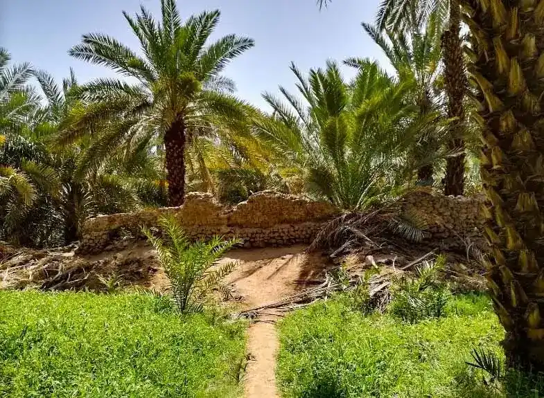 What Is the Salman Al-Farsi Date Garden Today