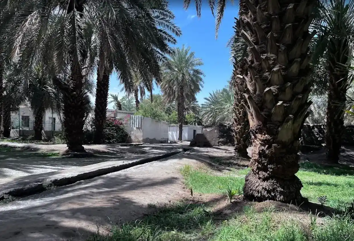 Salman Al-Farsi Date Garden