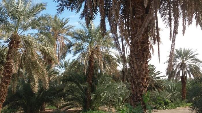 uthman ibn affan's farm & well