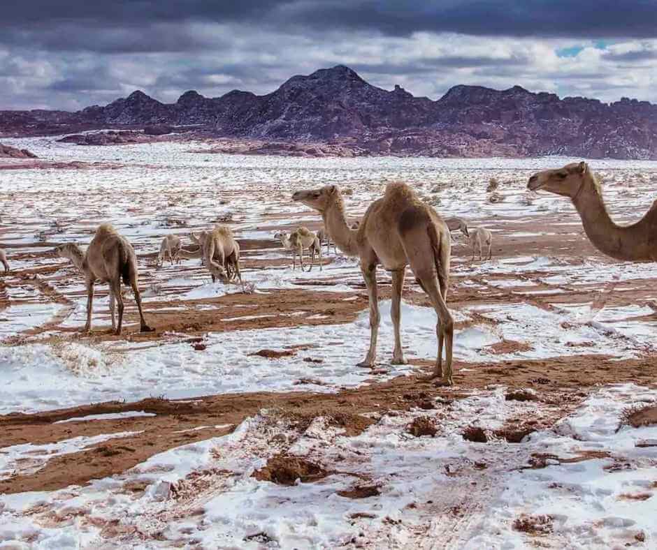 Understanding Tabuk – History, Geography & Cultural Significance